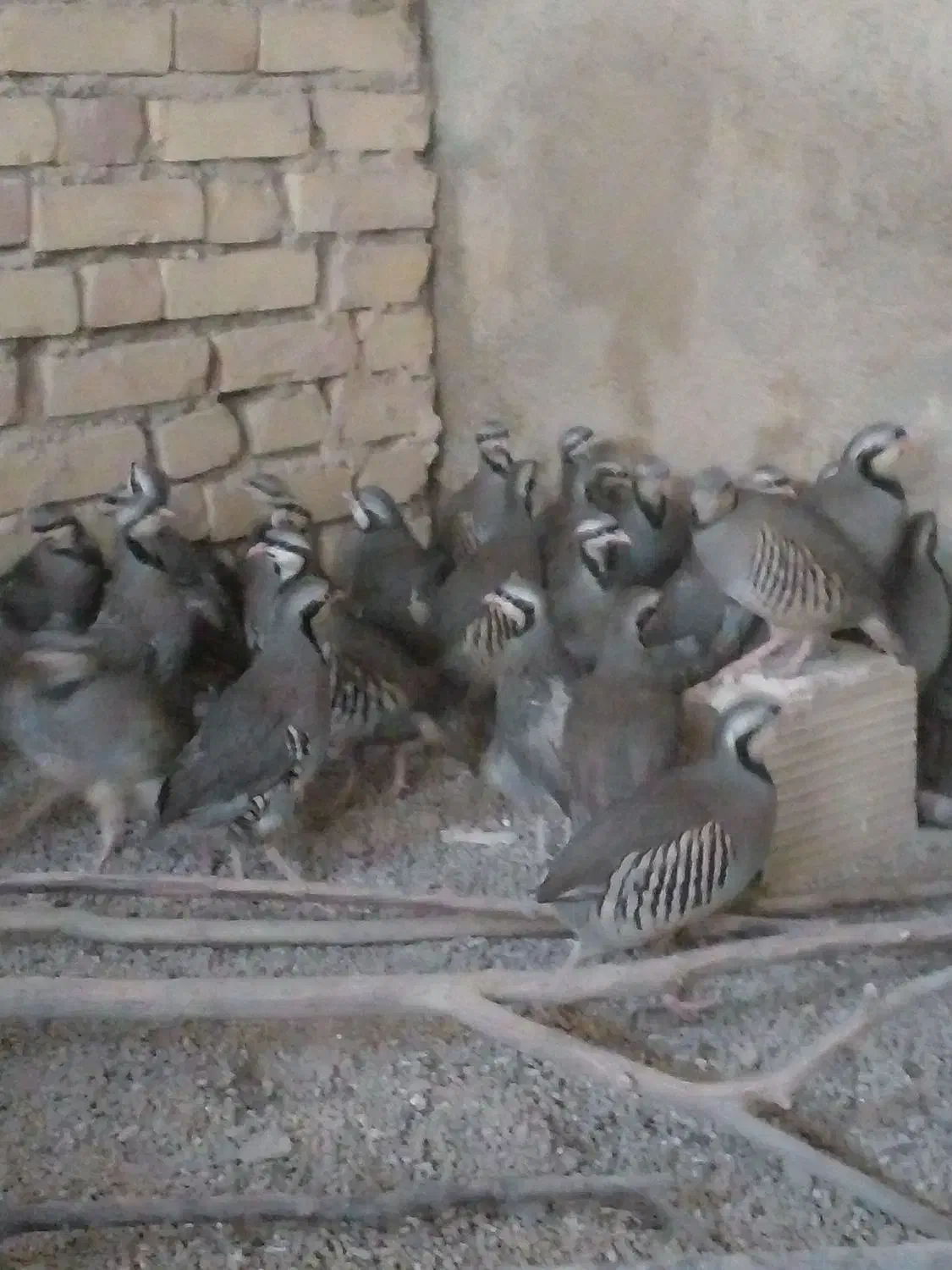 پرنده زینتی|پرنده|اسفراین, |دیوار