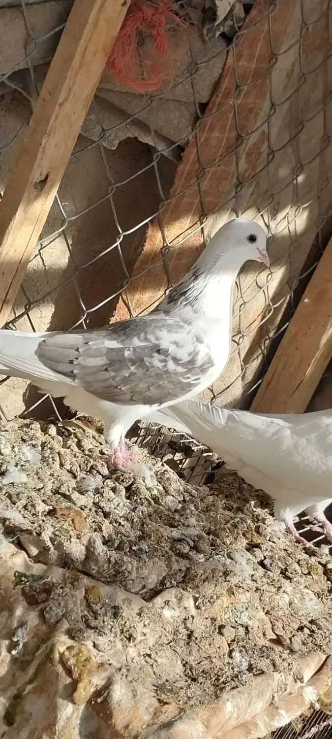 دوکت پرشی|پرنده|کبودرآهنگ, |دیوار