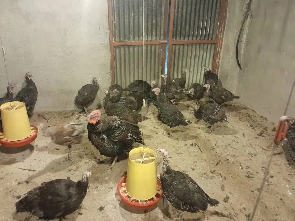 فروش بوقلمون تمام پر۱۴ عدد|حیوانات مزرعه|اهر, |دیوار