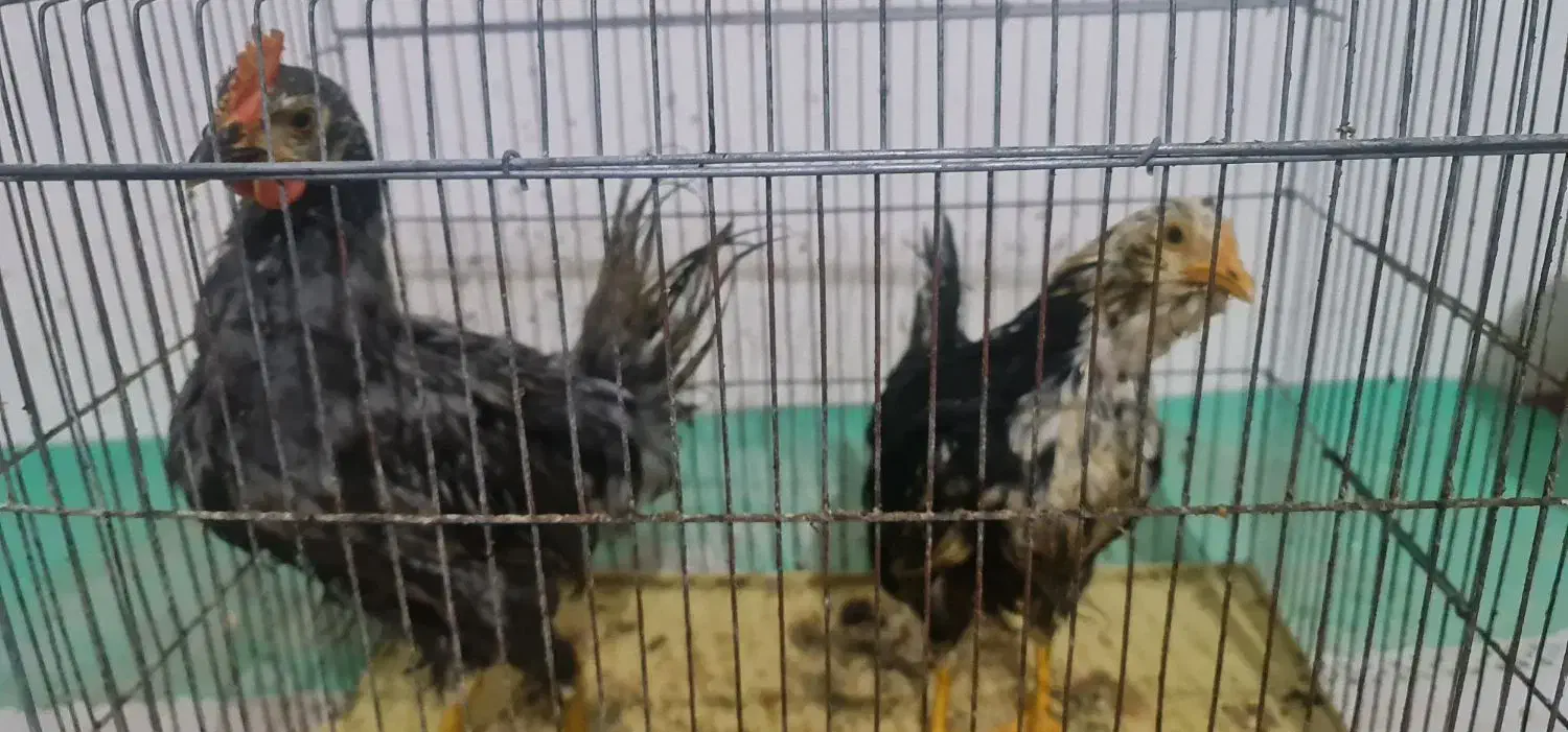 فروش مرغ و خروس|حیوانات مزرعه|جم, |دیوار