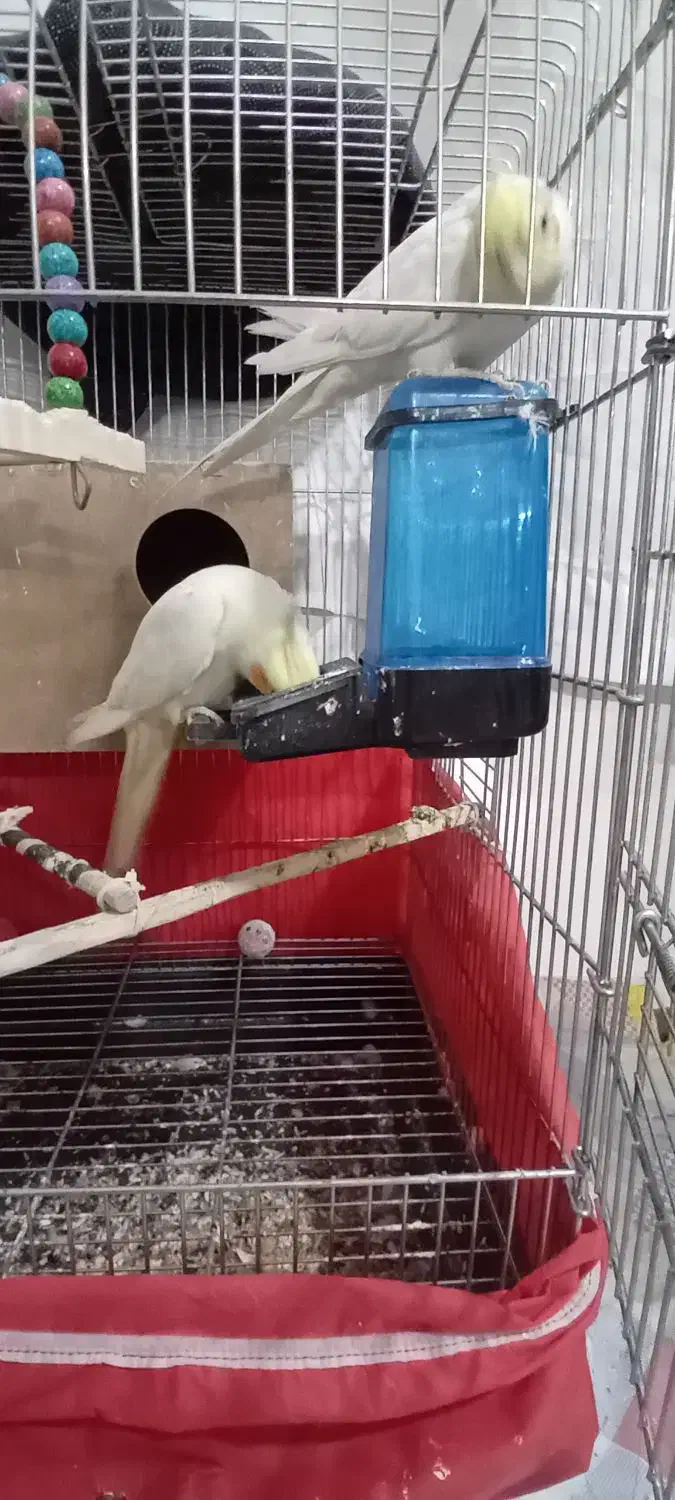 عروس هلندی لوتینو|پرنده|اصفهان, منتظرالمهدی|دیوار