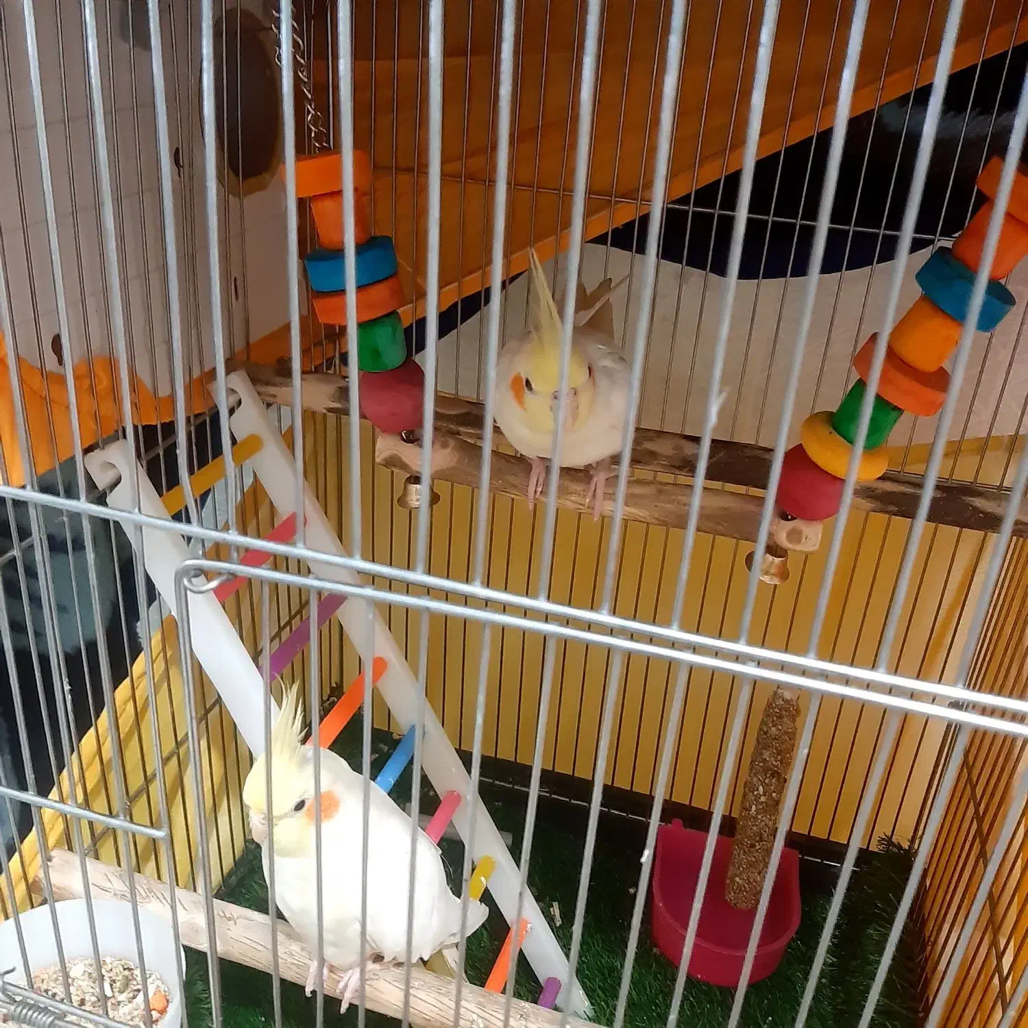 عروس هلندی|پرنده|پرند, فاز ۴|دیوار