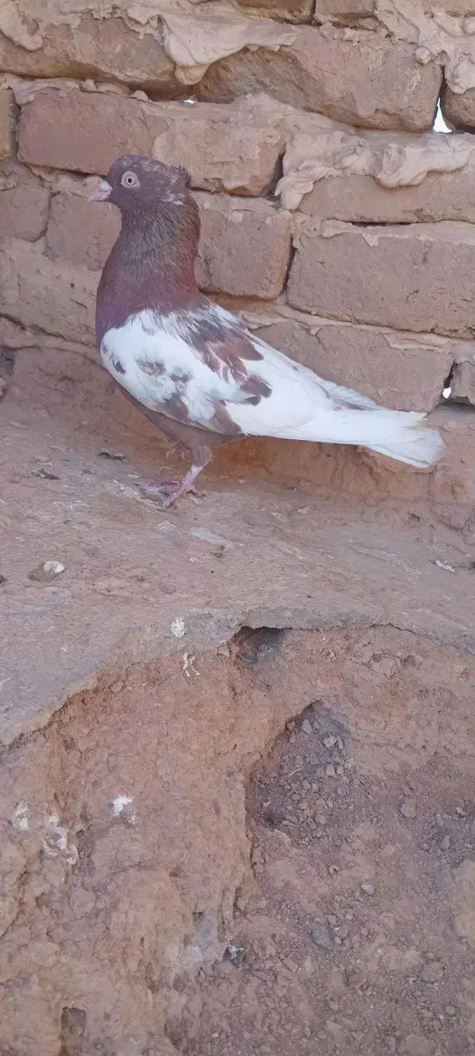 کفتر کله دم سیاه|پرنده|تربت جام, کشتارگاه|دیوار