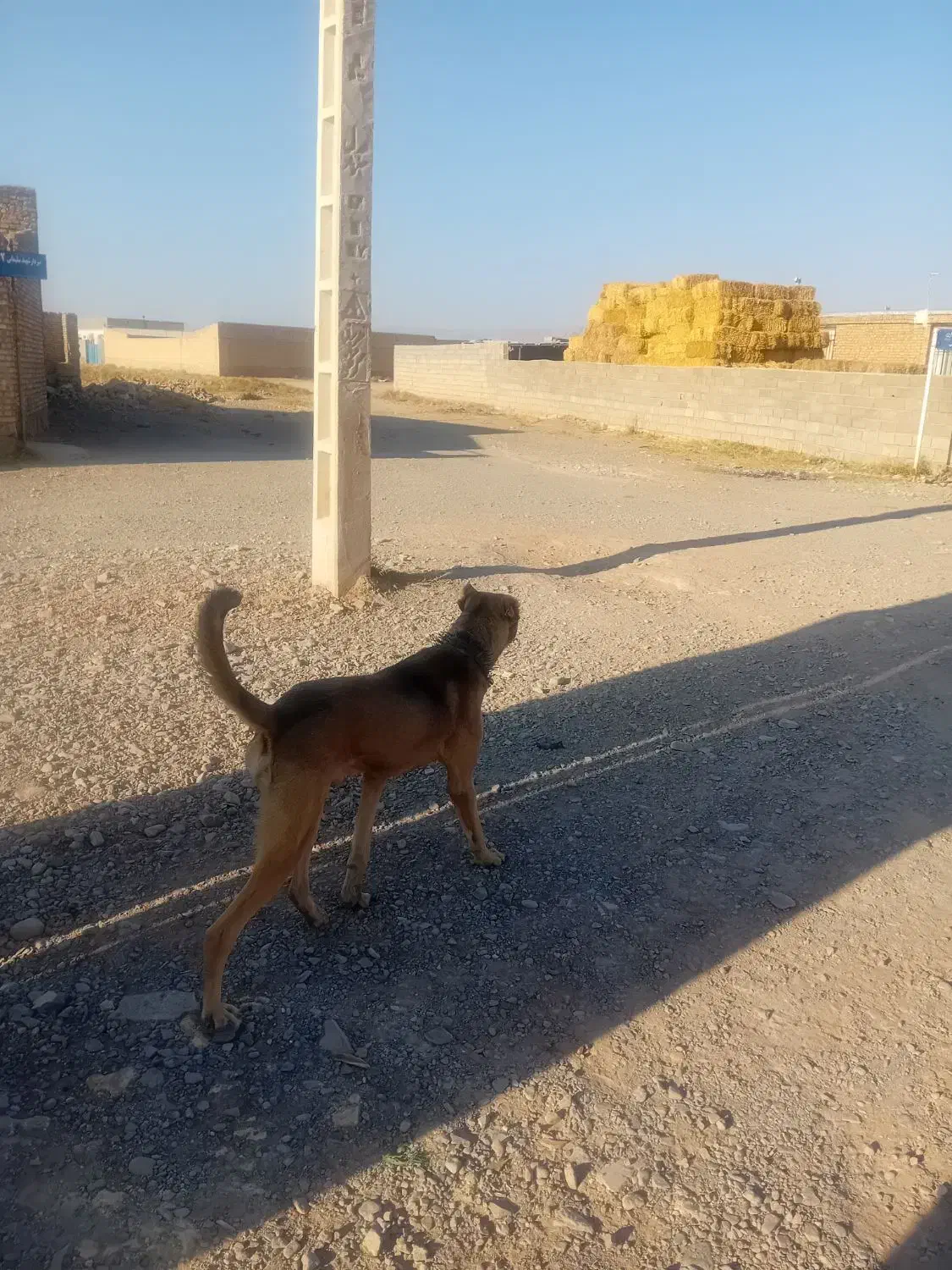 سگ یک سال نیم نترس|سگ|رادکان, |دیوار