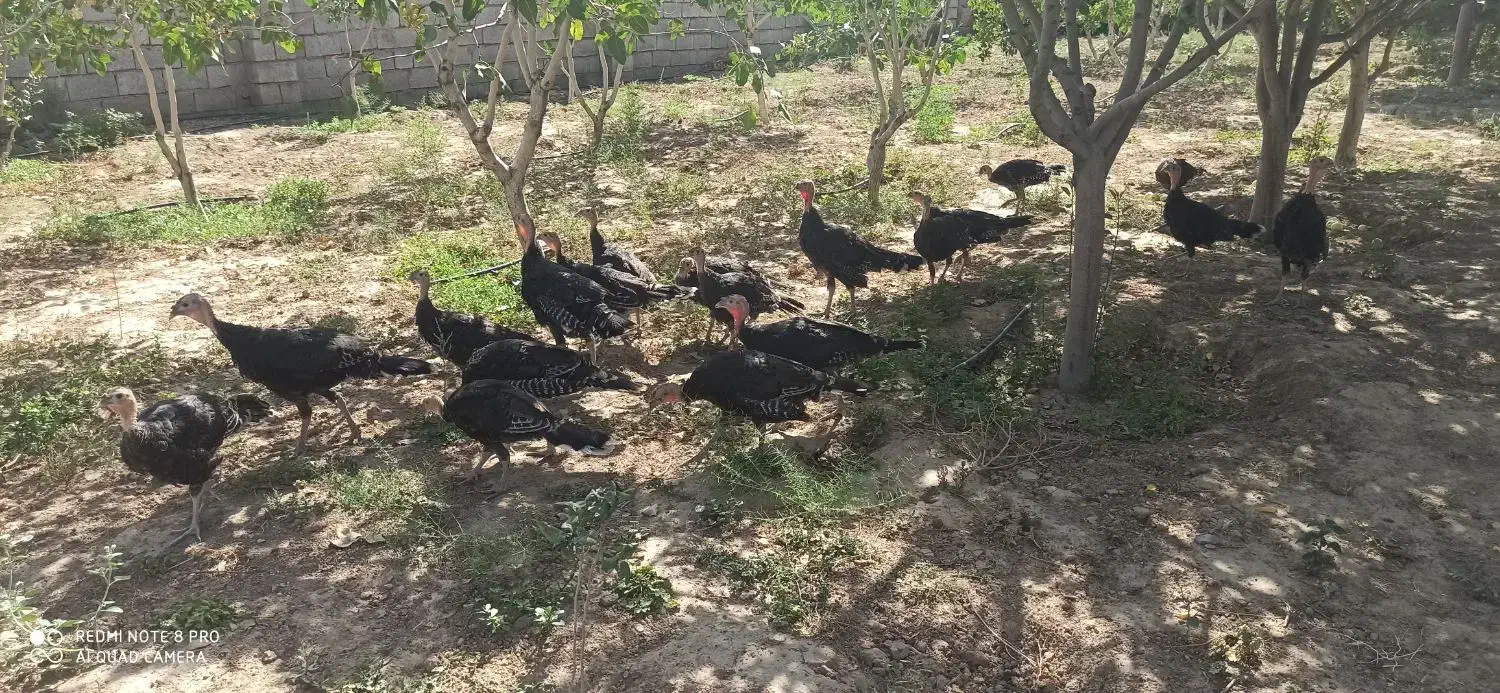 باغ ،دامداری،زمین کشاورزی|فروش دفتر صنعتی، کشاورزی، تجاری|رضویه, |دیوار