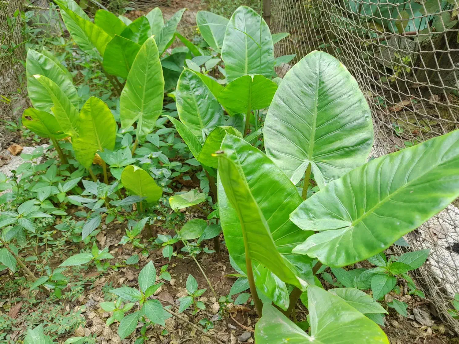 بابا آدم نشایی و پاجوش|گل و گیاه طبیعی|آستانه اشرفیه, |دیوار