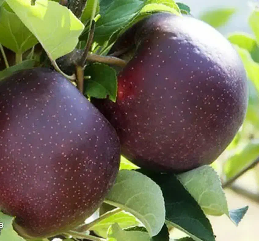 عرضه نهال سیب قرمز میراکل|خدمات باغبانی و درختکاری|چادگان, |دیوار