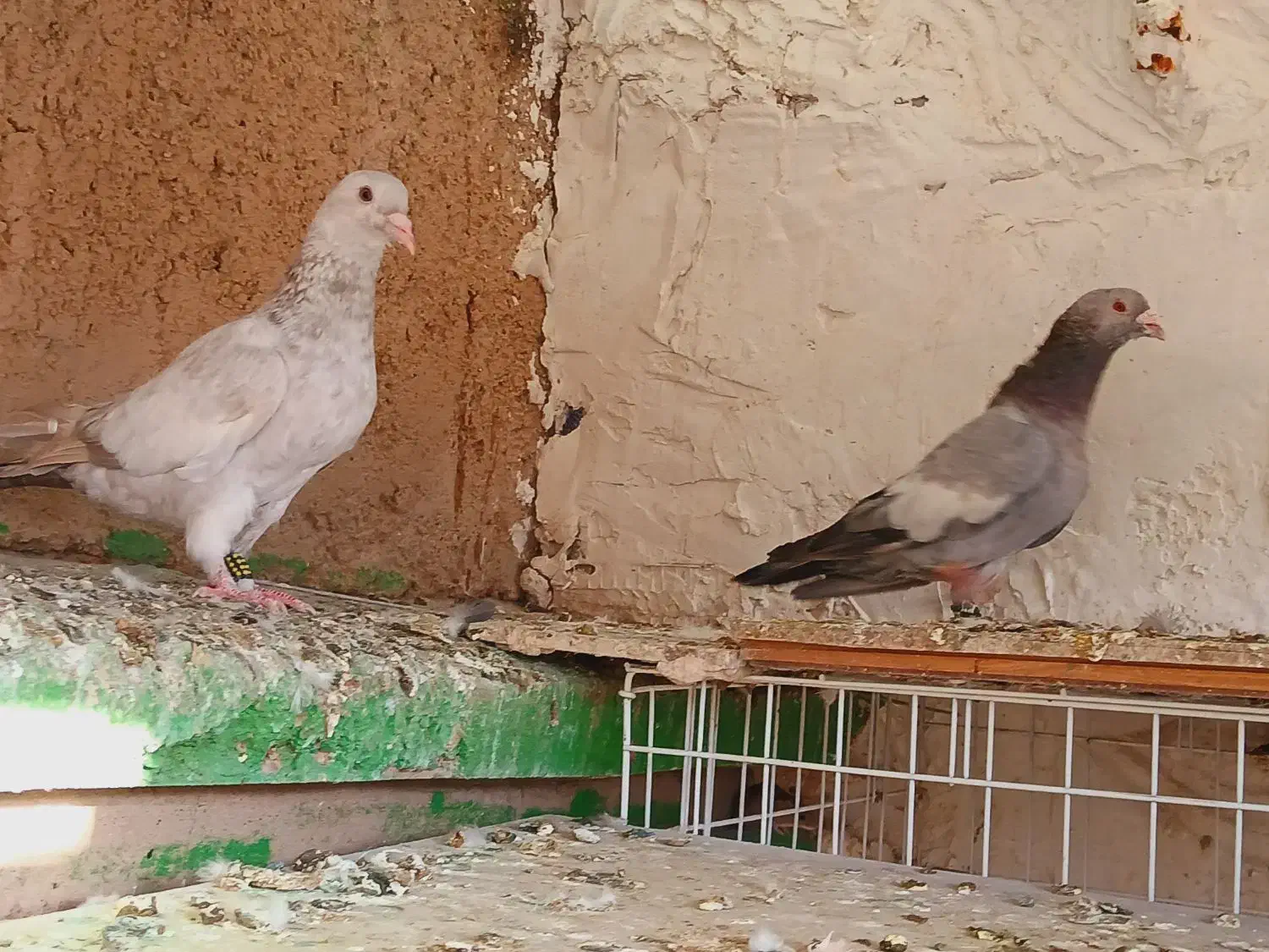 کت سفید  سرک سبز سوینی|پرنده|شیراز, شهرک قمشه|دیوار