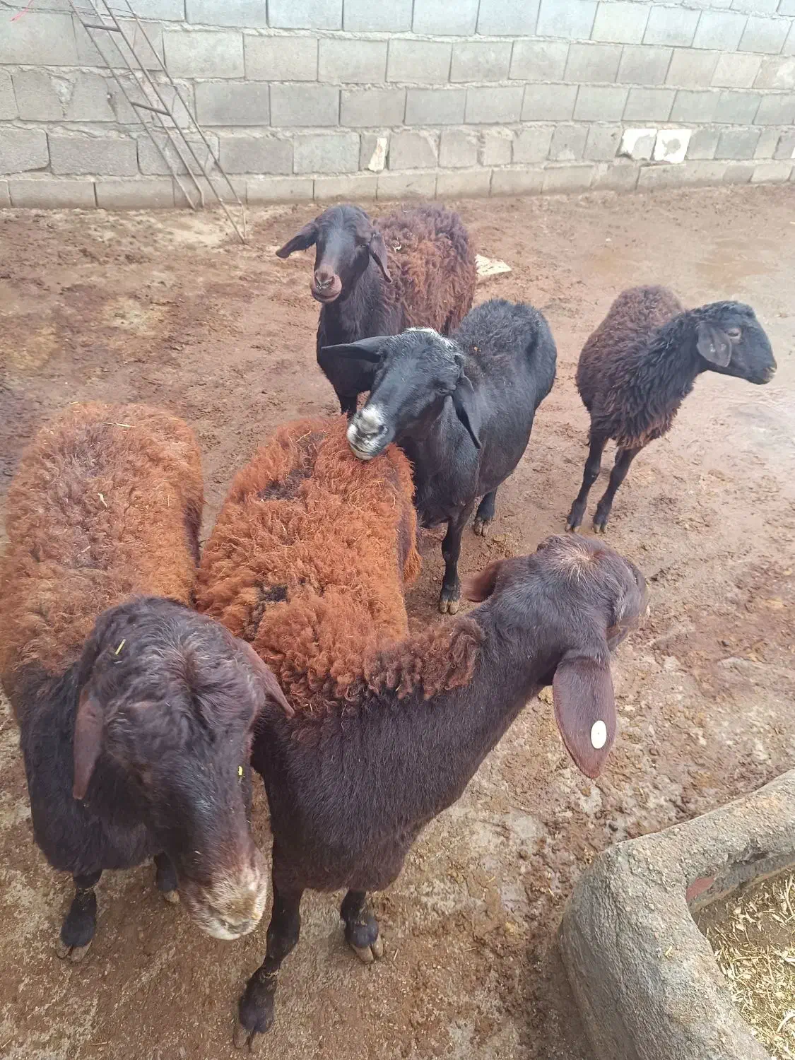 گوسفند با یه بره نر|حیوانات مزرعه|قیدار, |دیوار