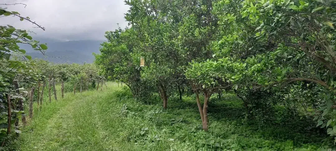 کود شیمیایی|گل و گیاه طبیعی|فرمهین, |دیوار