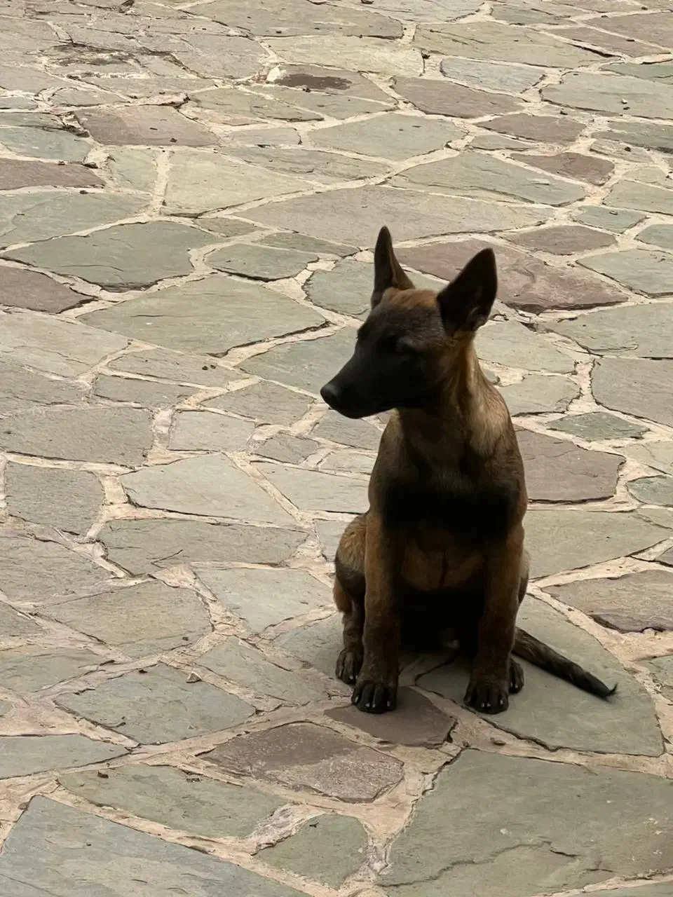 پیداشده|حیوانات|شاهدشهر, |دیوار