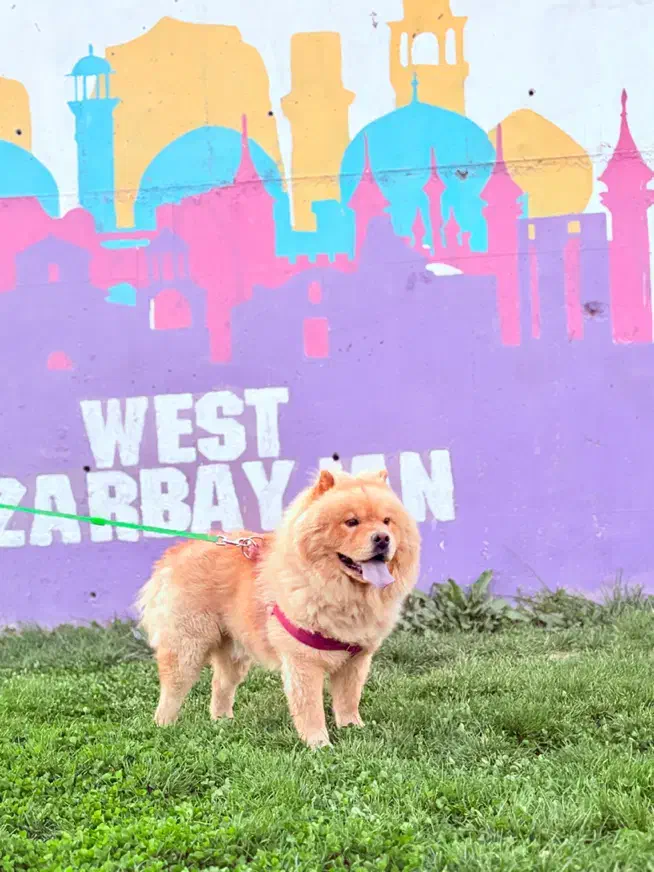 سگ چاو چاو|سگ|ارومیه, |دیوار