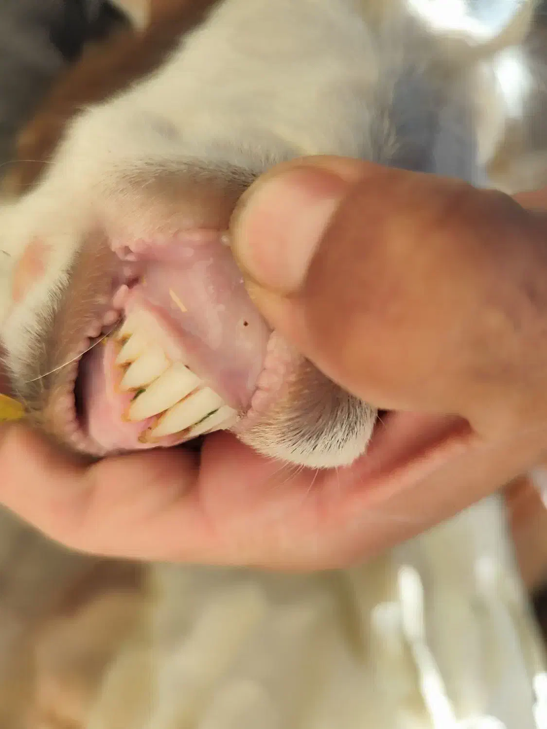 یک راس بز جوان مناسب برا کشت و داشت|حیوانات مزرعه|کرمان, |دیوار