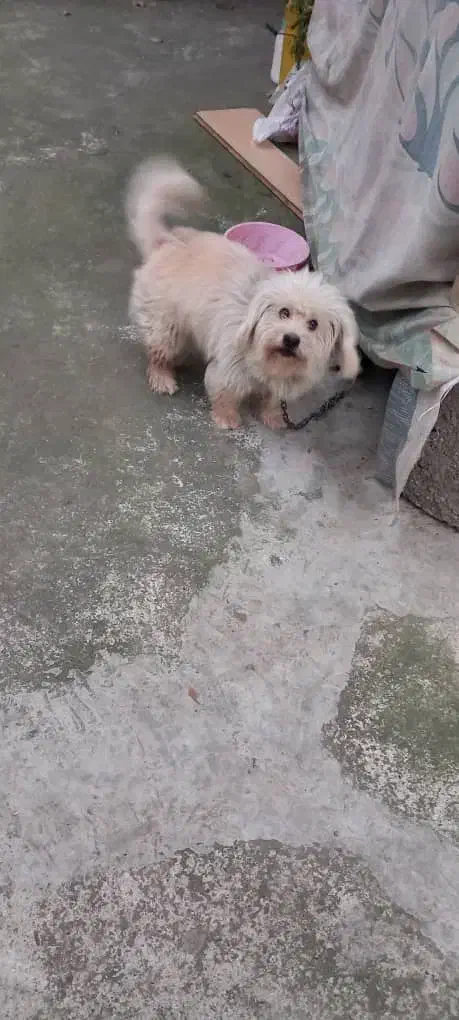 سگ به فروش می رسد|سگ|آستانه اشرفیه, |دیوار