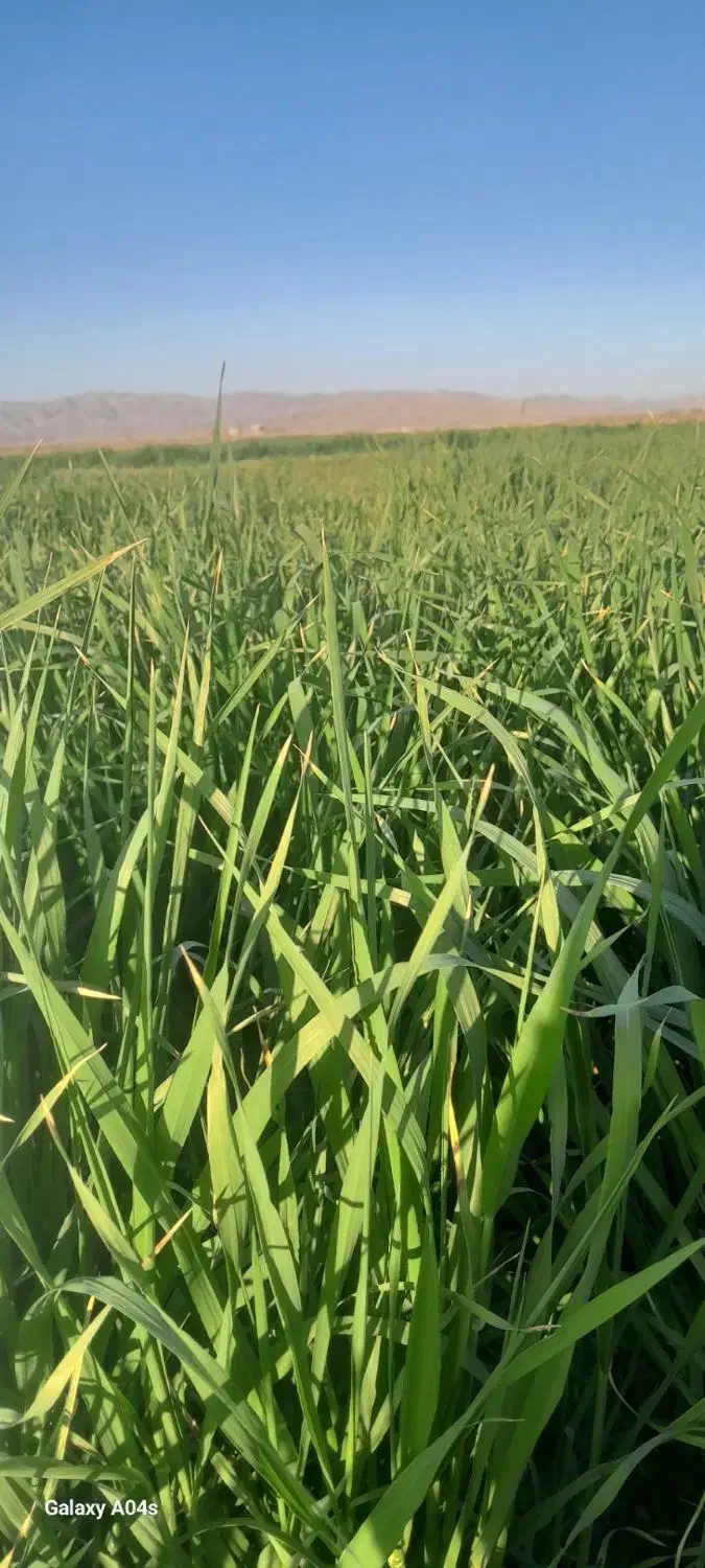 علف خسیل جو|گل و گیاه طبیعی|تربتحیدریه, پائین ولایت|دیوار