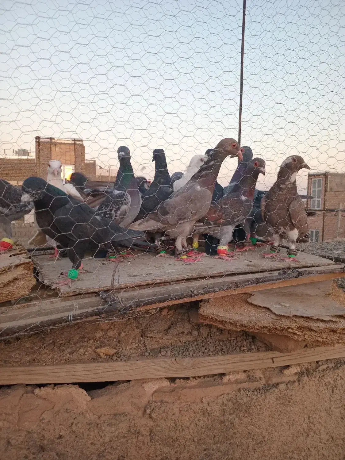 تا کفتر|پرنده|روداب, |دیوار