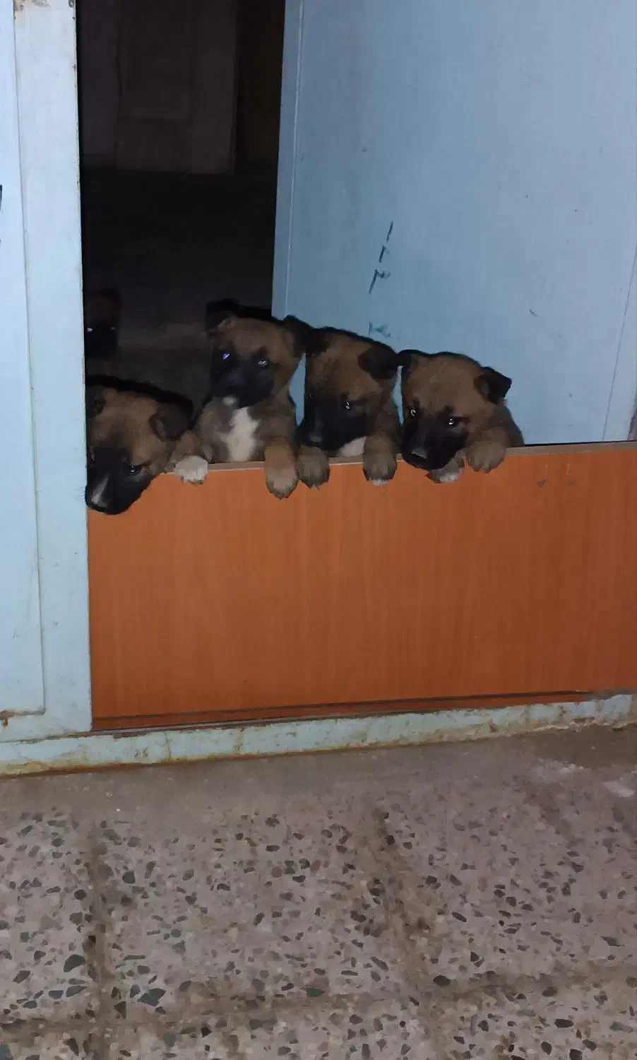 سگ مالینویز اصل|سگ|زاهدان, |دیوار