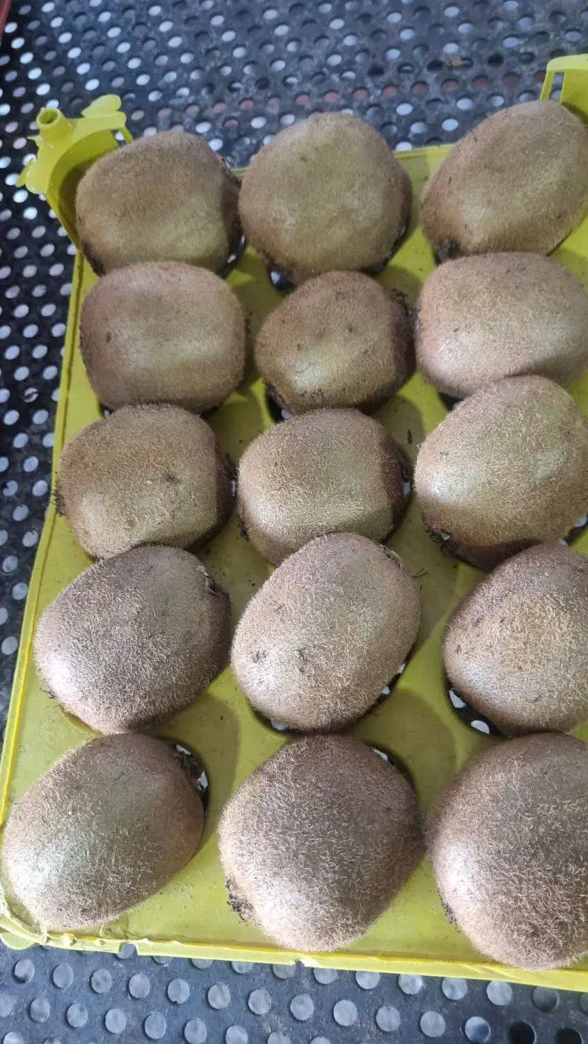 کیوی صادراتی درجه ۱|خوردنی و آشامیدنی|تهران, چیتگر شمالی|دیوار