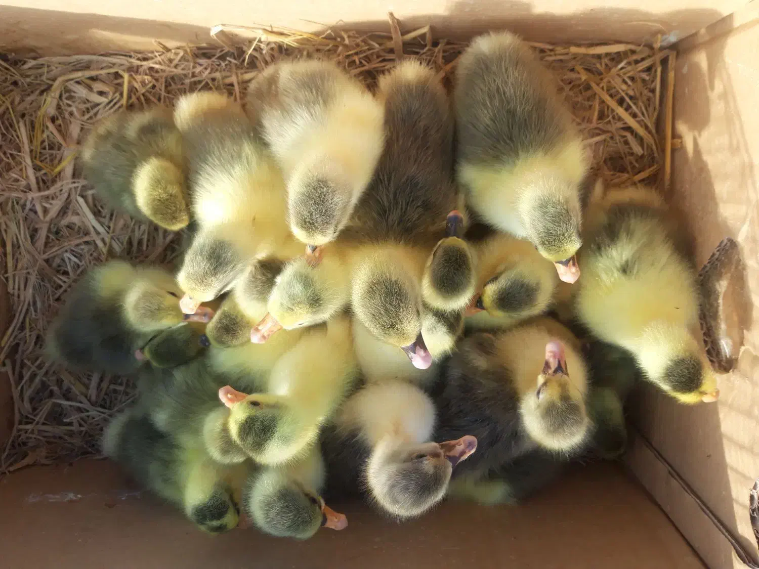 جوجه قوغاز و جوجه غاز دورگه|حیوانات مزرعه|چاف و چمخاله, |دیوار