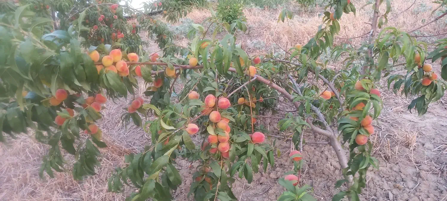 باغ|فروش زمین و ملک کلنگی|سرخنکلاته, |دیوار