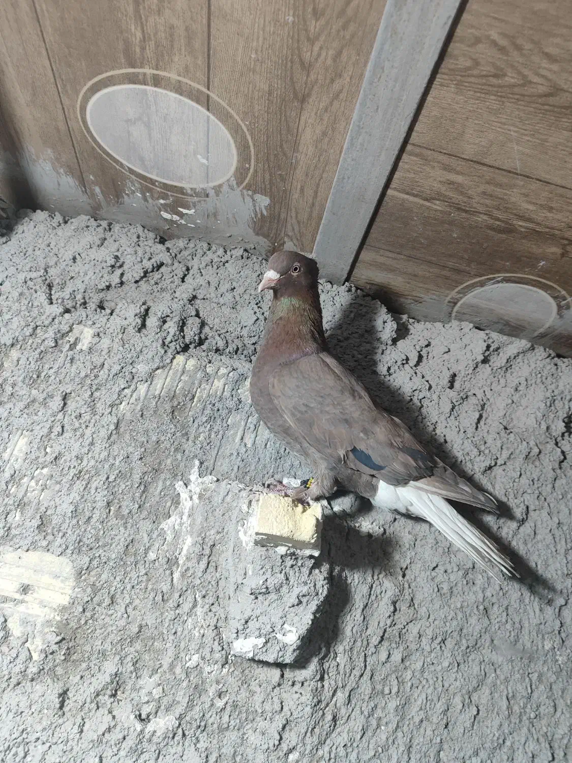 گلی دمسفید|حیوانات|رفسنجان, |دیوار