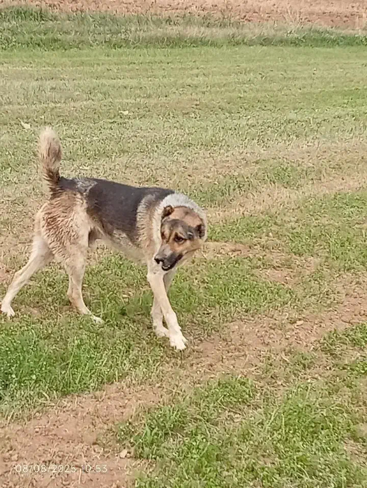 سگ نگهبانی|سگ|دهگلان, |دیوار