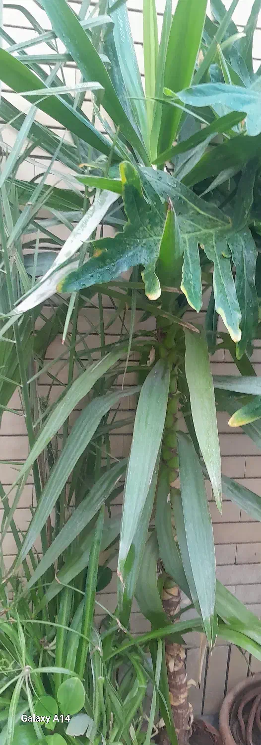 گل نخل و یوکا|گل و گیاه طبیعی|نیشابور, دارایی|دیوار