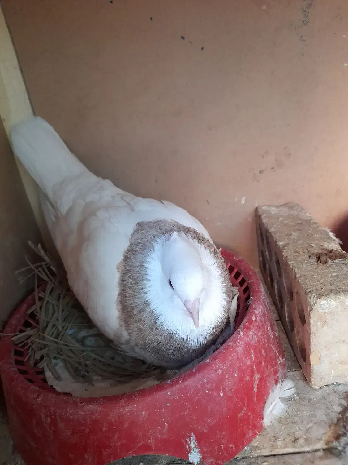 کبوتر هومر سفید اصیل بیوتی فیس|پرنده|اهواز, کیانشهر|دیوار