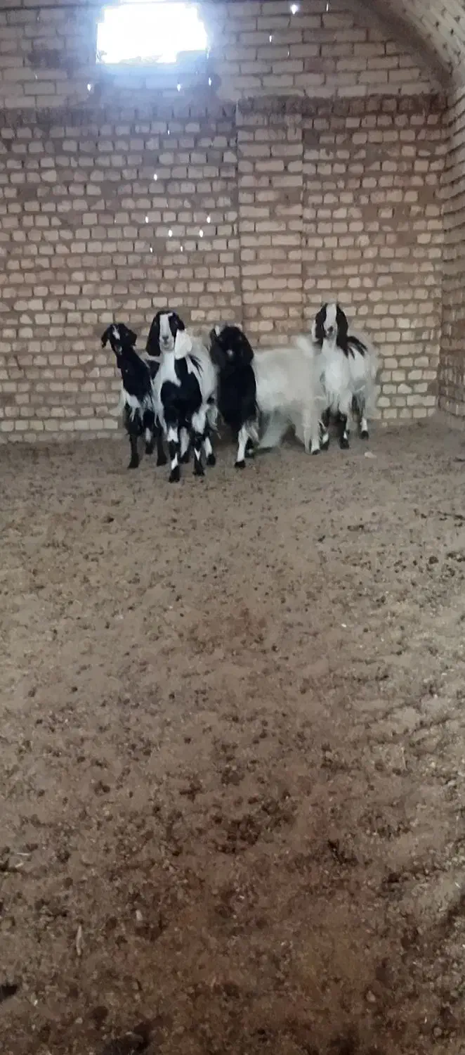 پنج تا کولار آبستن دورگ مشتری واقعی فقط تماس|حیوانات مزرعه|آران و بیدگل, |دیوار