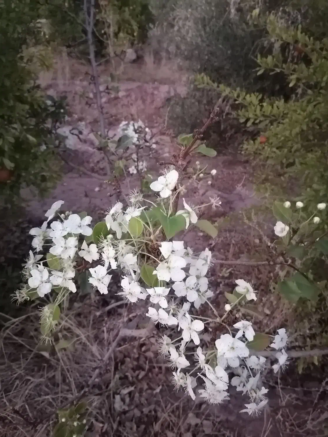 نیازمند کارگر با خانواده برای زندگی در روستا|استخدام سرایداری و نظافت|راور, |دیوار