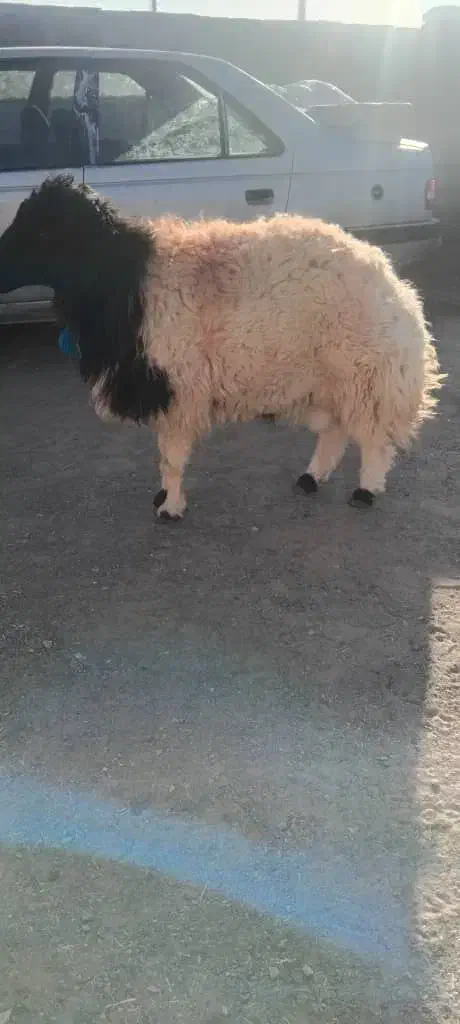 قوچ جوان دوسال|حیوانات مزرعه|سربیشه, |دیوار