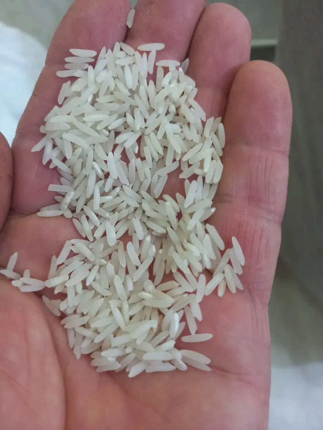 علی کاظمی محلی و سرلاشه هاشمی|خوردنی و آشامیدنی|محمدیه-قزوین, |دیوار