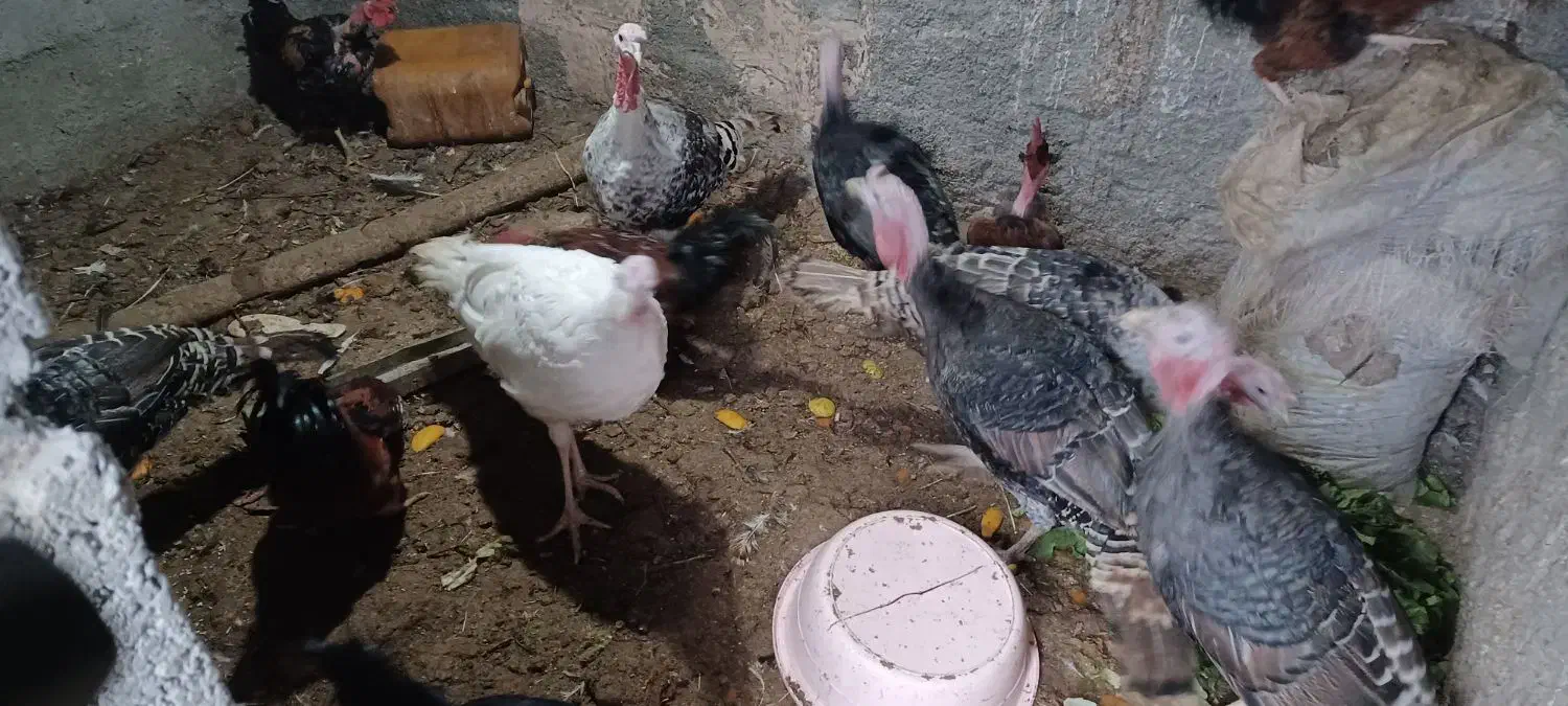 فروش تعدادی بوقلمون|حیوانات مزرعه|جغتای, |دیوار