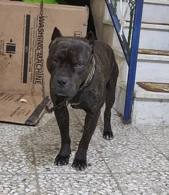 پیت بول|سگ|رشت, شهرک صبا|دیوار