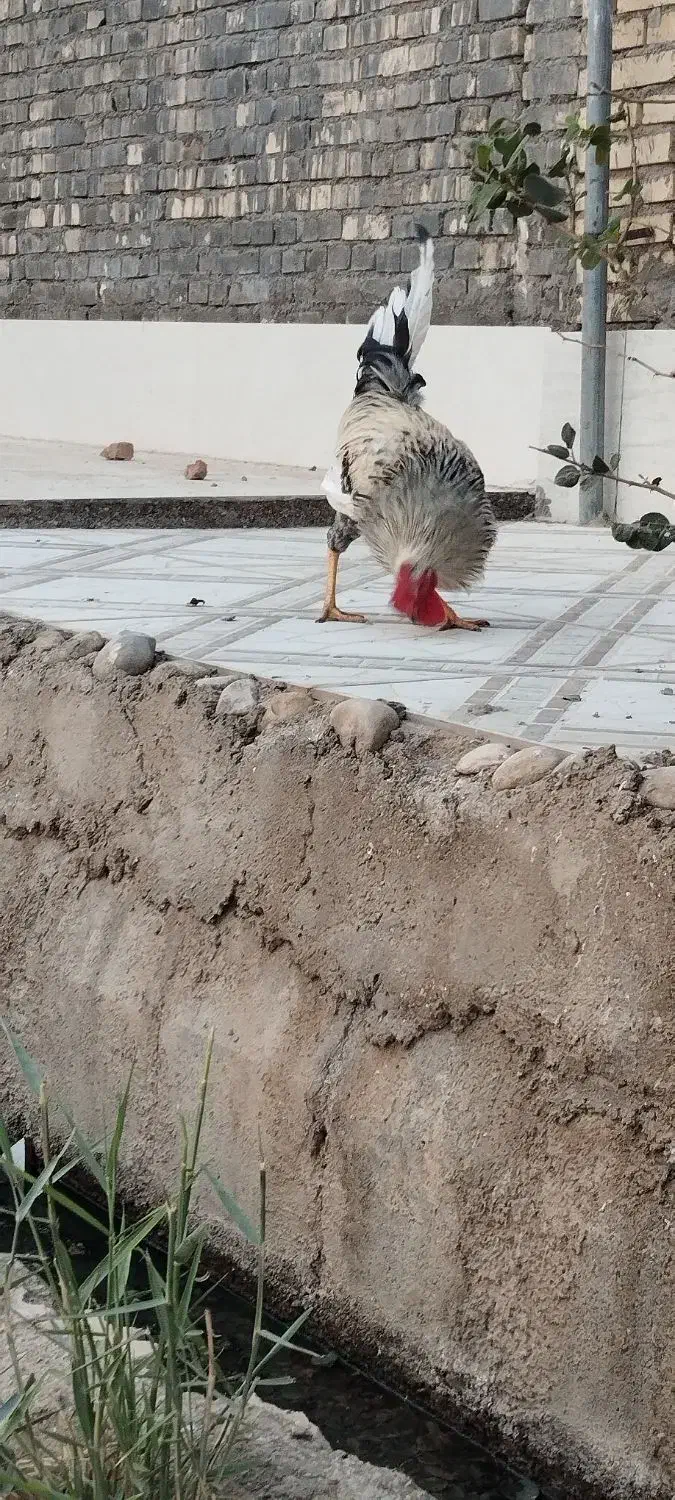 خروس محلی در حمیدیه|حیوانات مزرعه|حمیدیه, |دیوار