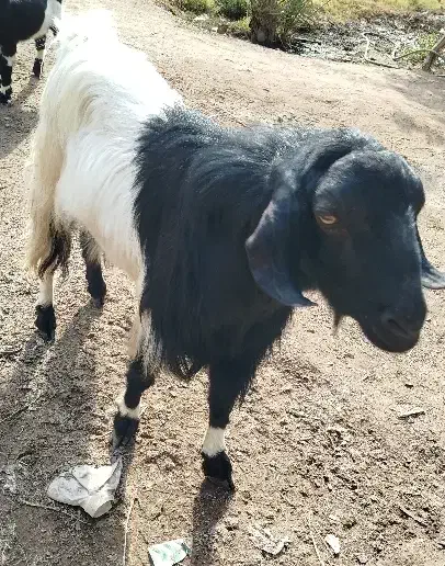 بز نر|حیوانات مزرعه|گنبکی, |دیوار