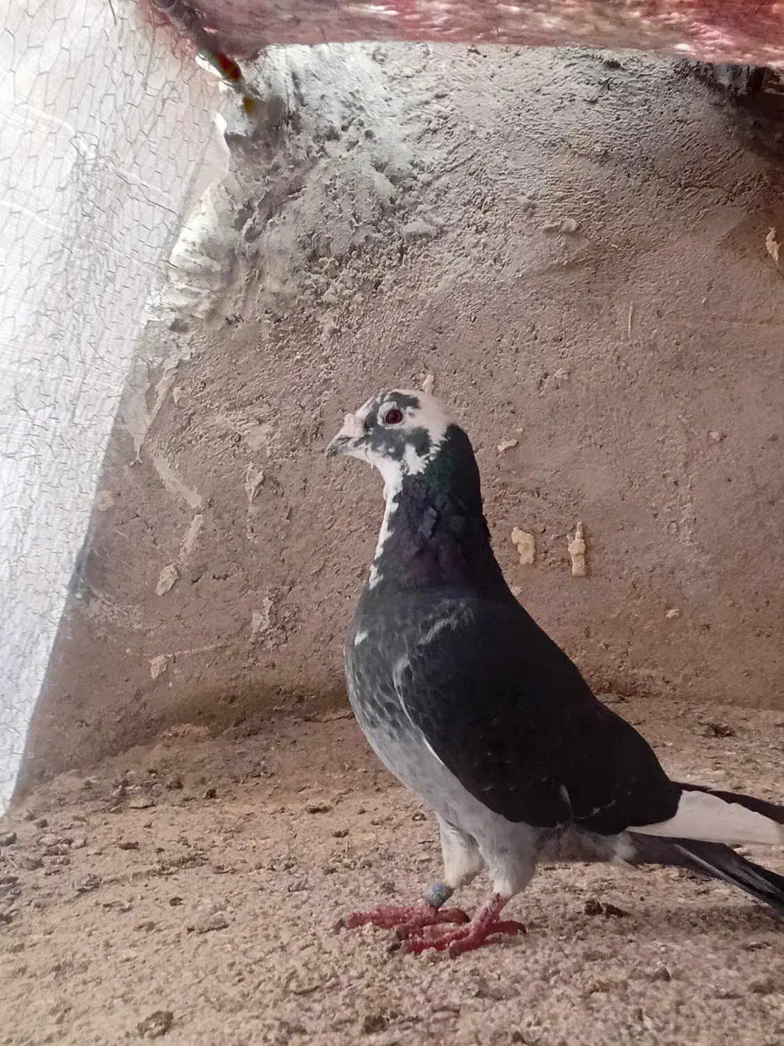 فروشی|پرنده|سلامی, |دیوار