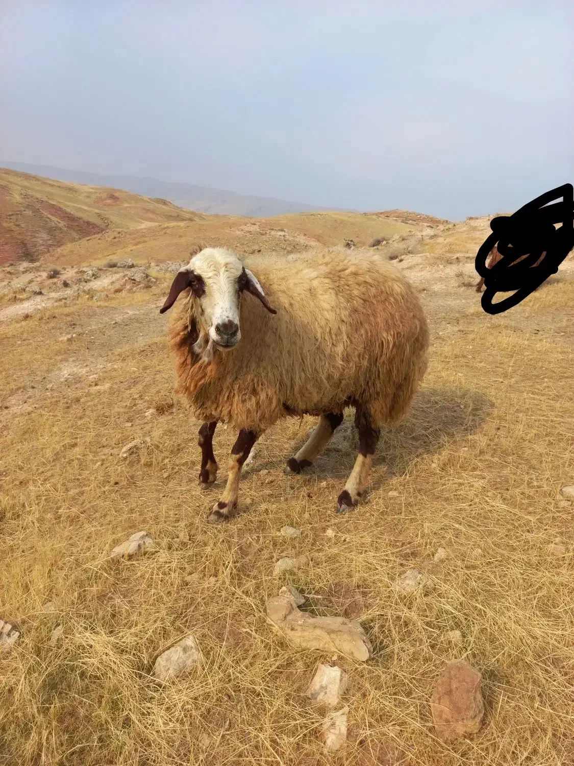 گوسفندداشتی وچاق|حیوانات مزرعه|پلدختر, |دیوار