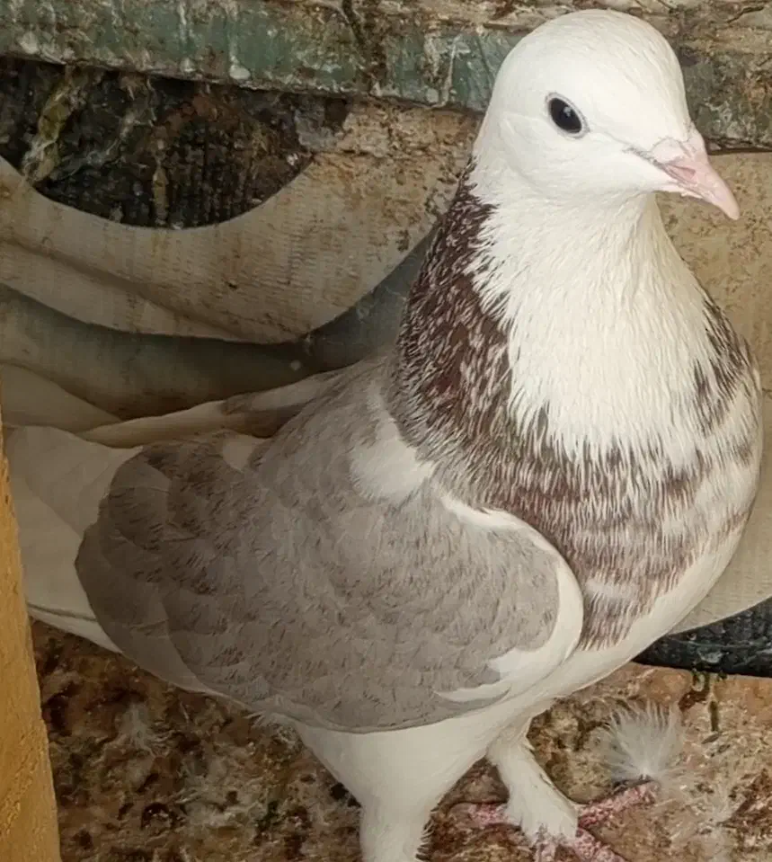 کبوتر رفتنی|حیوانات|بانه, |دیوار