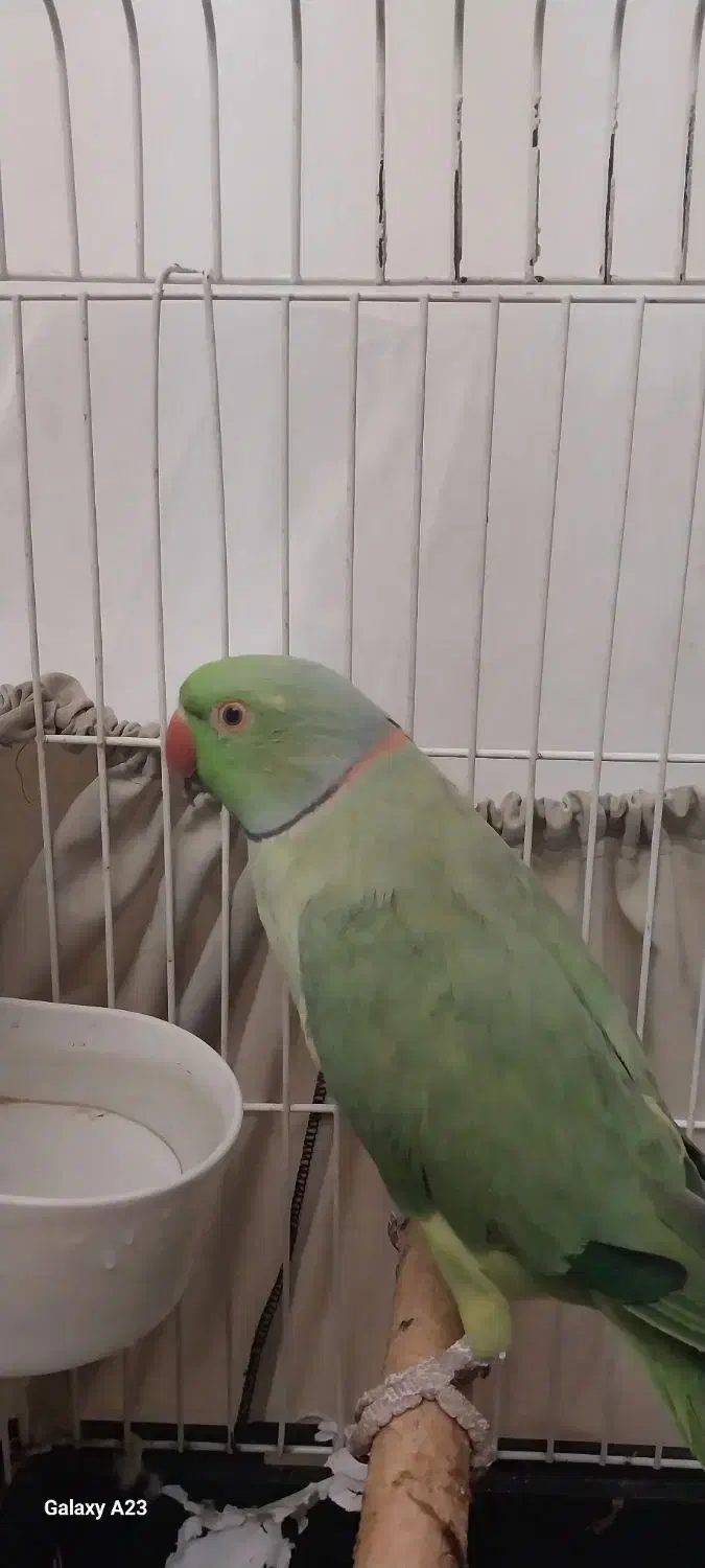 فروش طوطی ملنگو نر|پرنده|گرگان, |دیوار