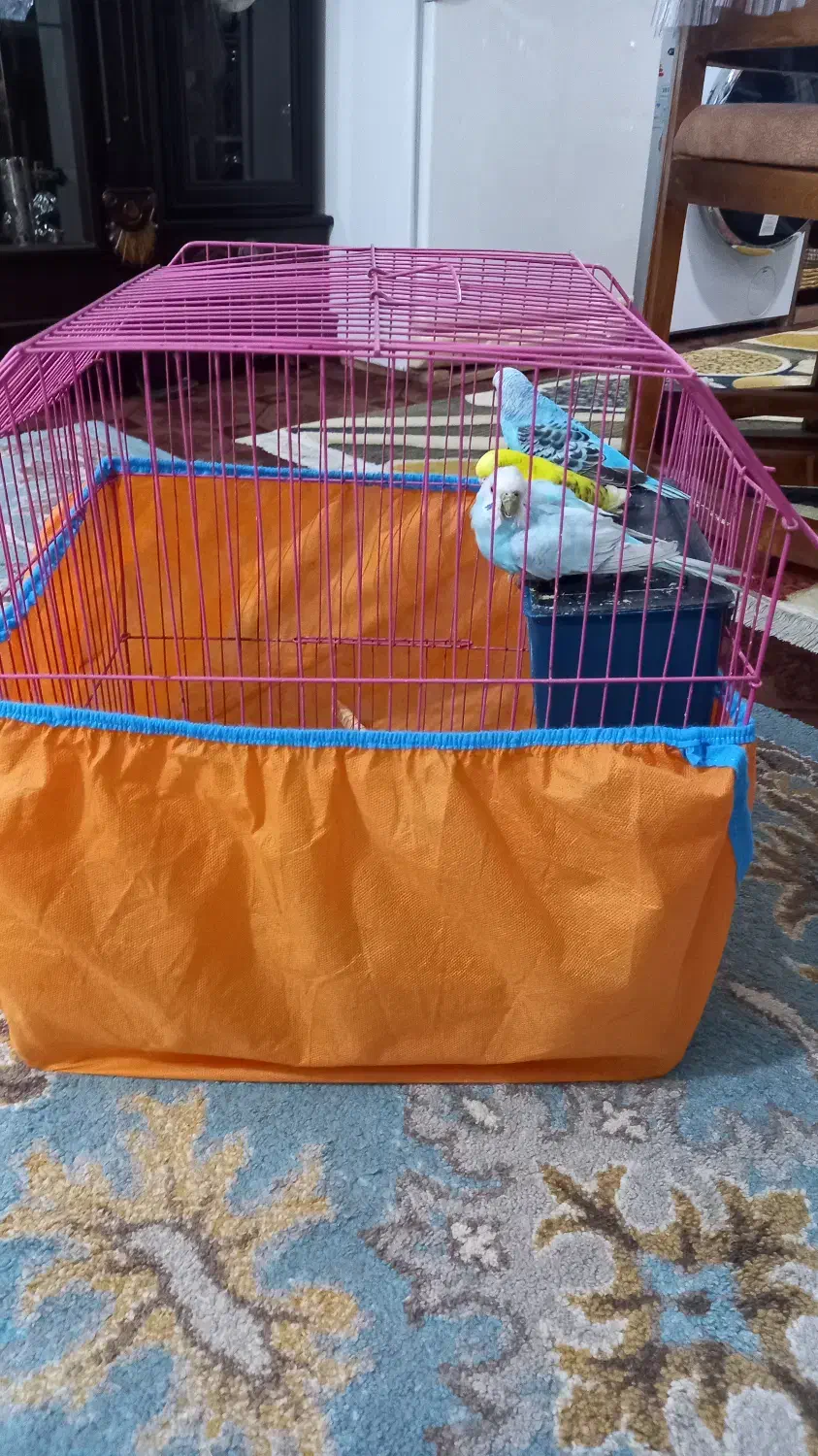 مرغ عشق|پرنده|نشتارود, |دیوار