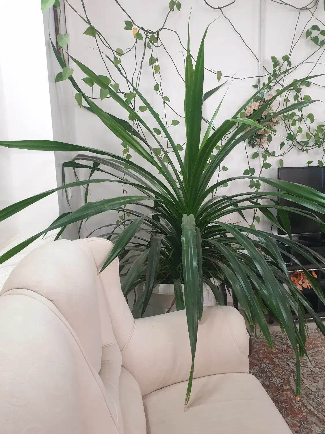 گل طبیعی پاندانوس بلک|گل و گیاه طبیعی|محلات, |دیوار