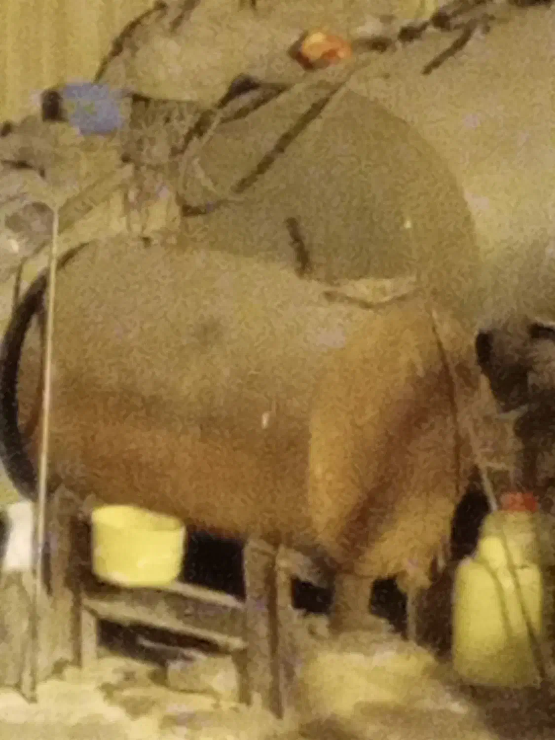 بخاری نفتی. نفت|بخاری، هیتر، شومینه|عجب شیر, |دیوار