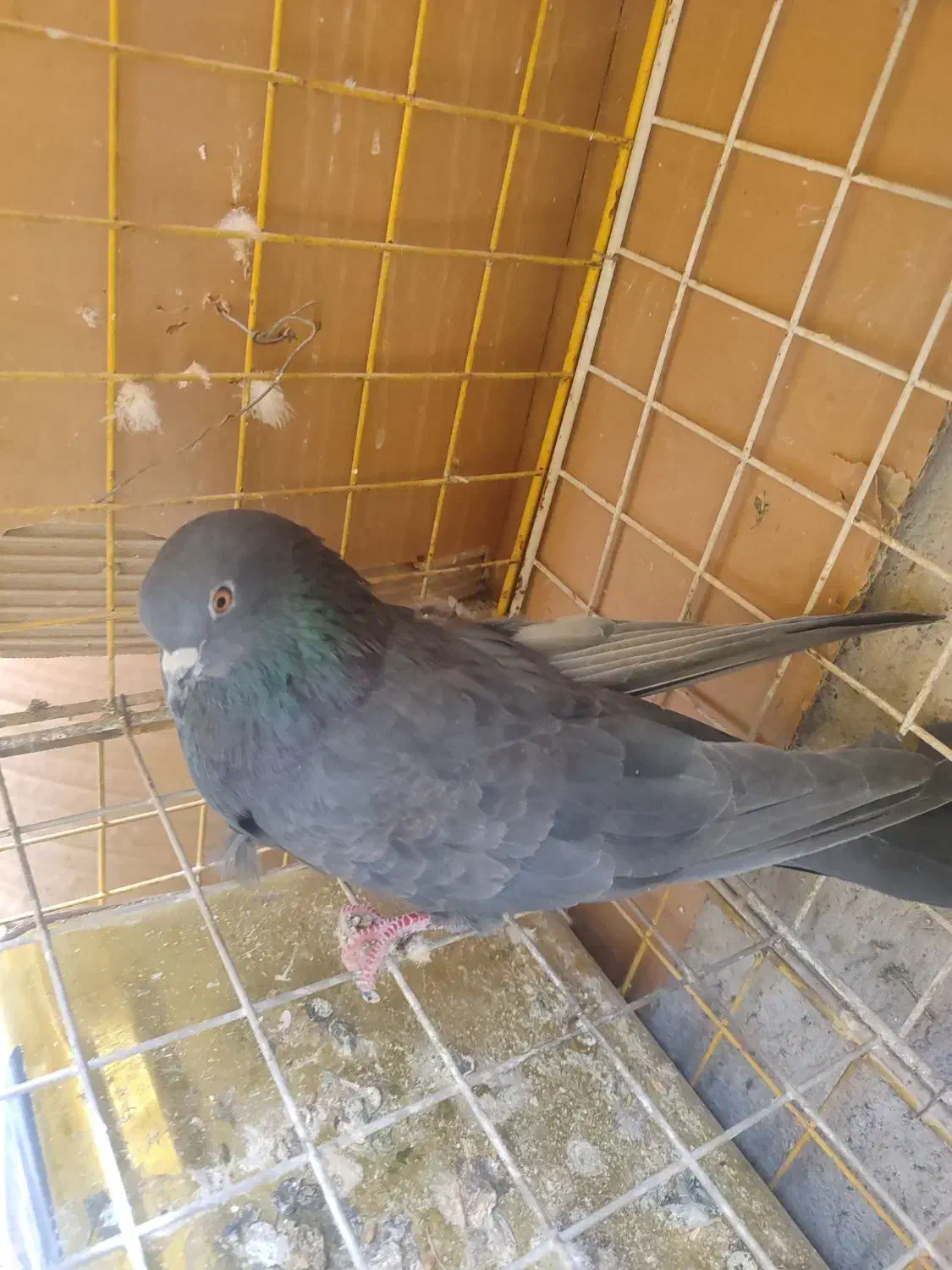 کبوتر|پرنده|سیرجان, |دیوار