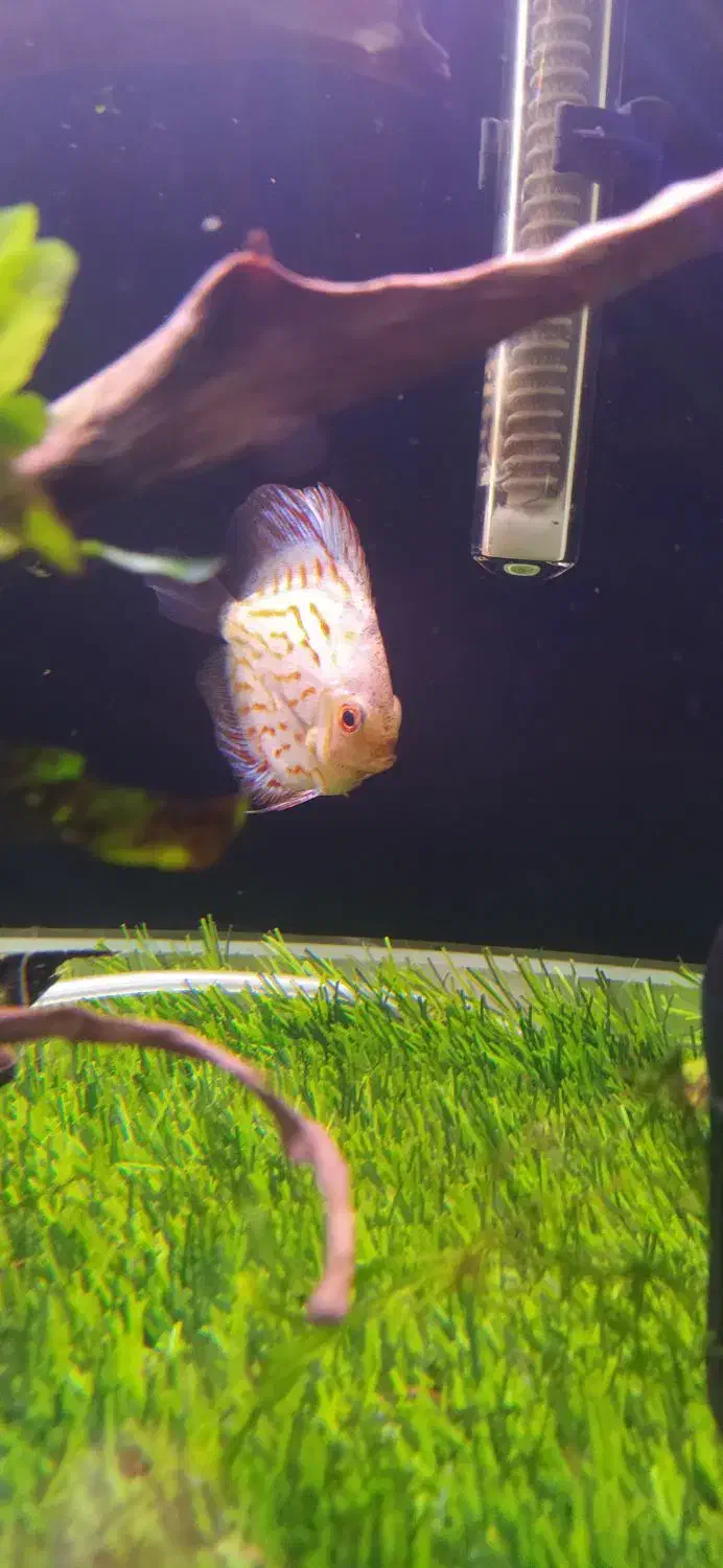 دیسکس سالم|ماهی|زابل, |دیوار