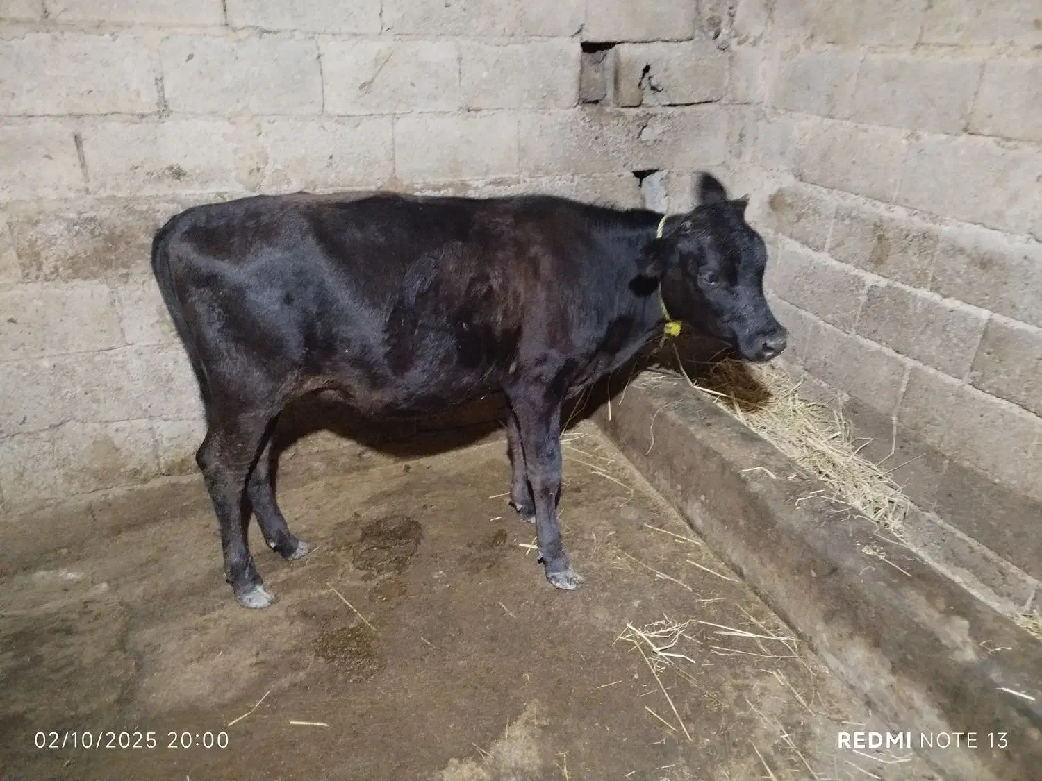 خرید فرو.ش دام|حیوانات مزرعه|ماسال, |دیوار