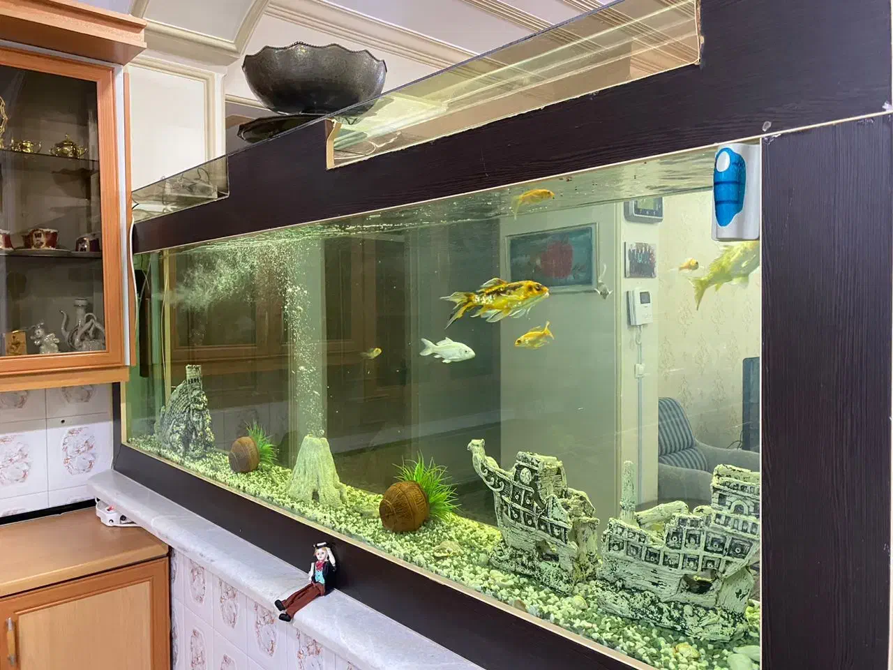 فروش اکواریوم|ماهی|زرند, |دیوار