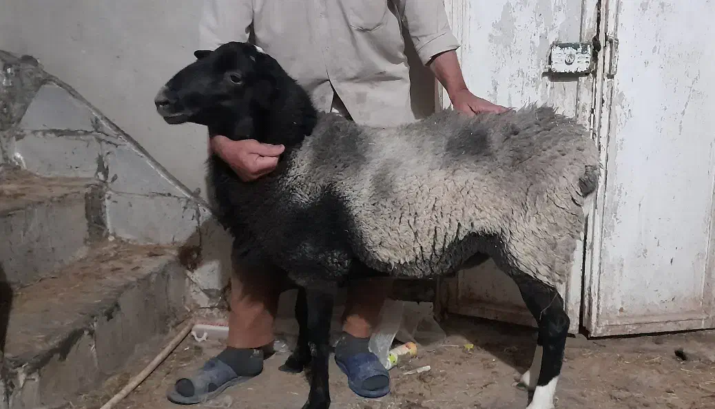 بره نر دورگ رومانوف|حیوانات مزرعه|مهریز, |دیوار