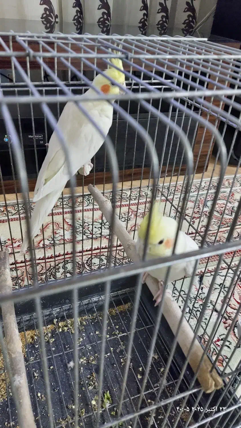 عروس هلندی سخنگوی|پرنده|قرچک, شهرک طلائیه|دیوار