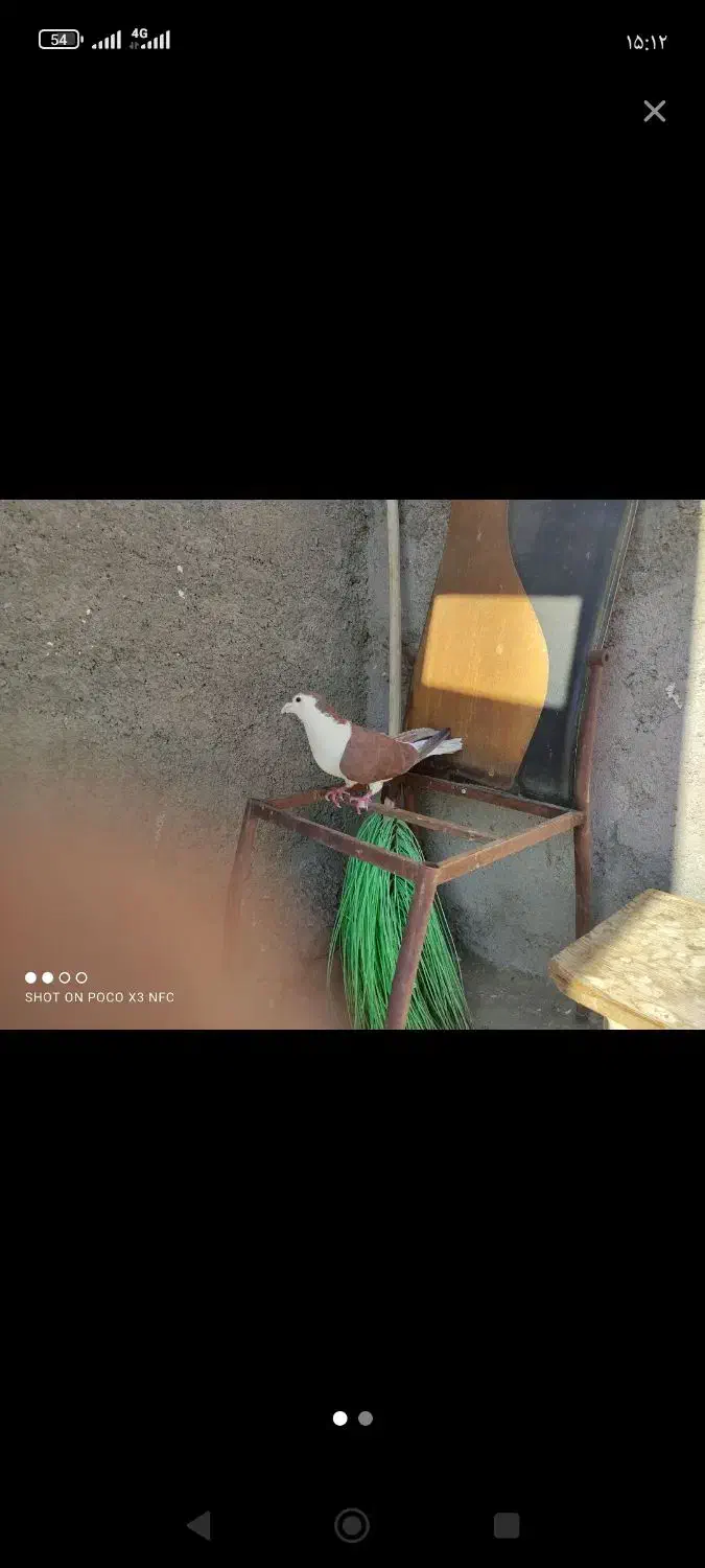 کفتر پرشی بومب قلدور صید|پرنده|مشهد, عیدگاه|دیوار